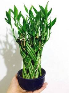 OEM/ODM China Lucky Bamboo Seeds - For home good flower cage shaped braided lucky bamboo plants – Nohen