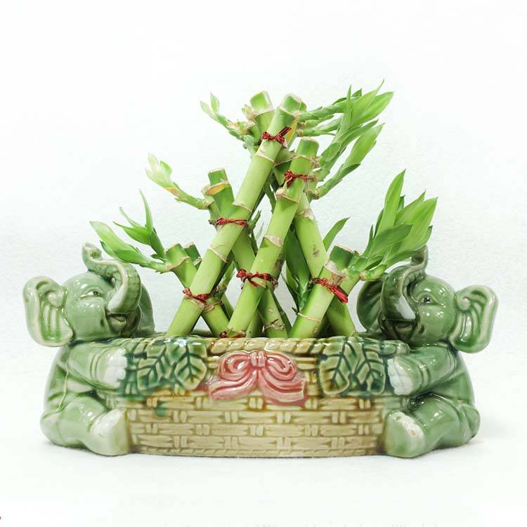 Home decoration bonsai triangle tower lucky bamboo