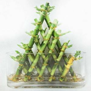 Hot sale Lucky Bamboo Plant In Soil - Indoor plant Pyramid shape Lucky Bamboo – Nohen
