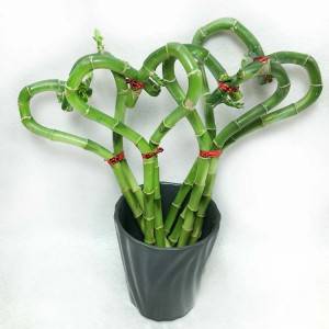 Hot sale Lucky Bamboo Plant In Soil - Heart Shape Decorative friendship indoor plant dracena lucky bamboo – Nohen