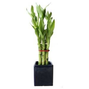 Hot sale Lucky Bamboo Plant In Soil - Straight dracaena plants for sale lucky bamboo design – Nohen