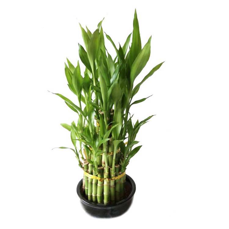 Low price for 2 Stalks Lucky Bamboo - mini oramental decoration tower lucky bamboo plants – Nohen