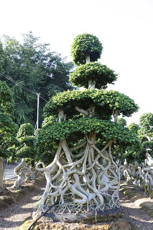 China Supply Ficus Nice Shape Ficus Microcarpa Fiucs Net Shape