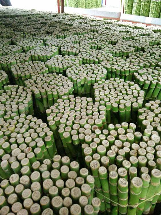 Straight dracaena plants for sale lucky bamboo design
