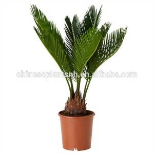 Chinese Professional Cycas Palm Tree - Cycas Landscaping Tree – Nohen