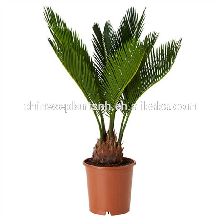 Cycas Landscaping Tree