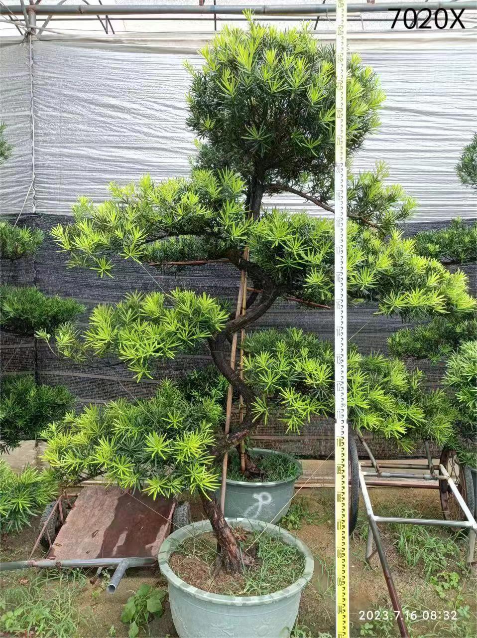 Podocarpus bonsai s shape china bonsai