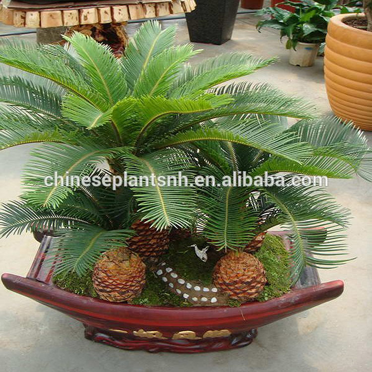 China Garden Ornamental Plant Cycas Outdoor Plants Home Decoration