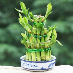 Hot-selling 3 Layer Bamboo Plant - Dracaena Sanderiana Lucky Bamboo Indoor Bonsai – Nohen