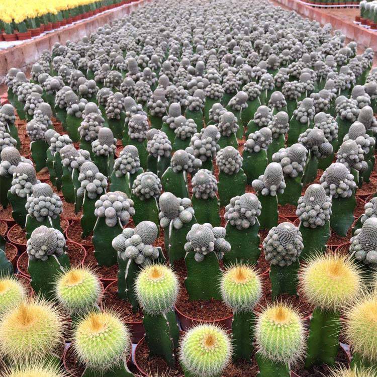 China Garden Lucky Mini Colorful Cactus Good Quality Cactus Indoor Plant