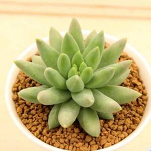OEM/ODM China Prickly Pear Cactus - Cactus Succulent Plant for Office Desk Decoration – Nohen