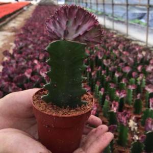 Best quality Fairy Castle Cactus - Grated Mini Colorful Cactus – Nohen