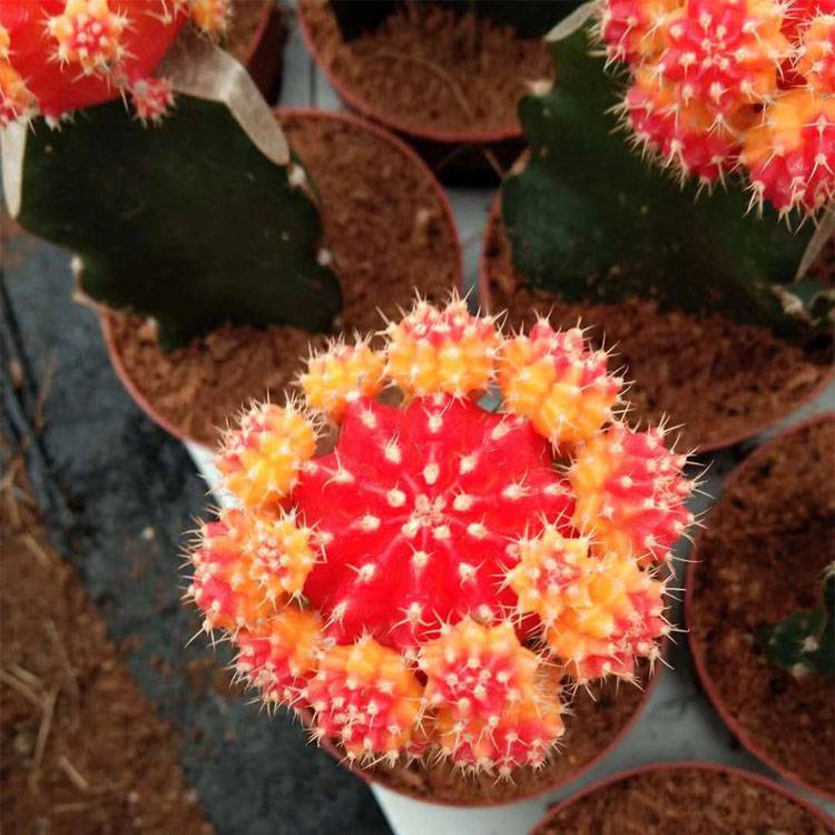 Grated-Cactus-Plant