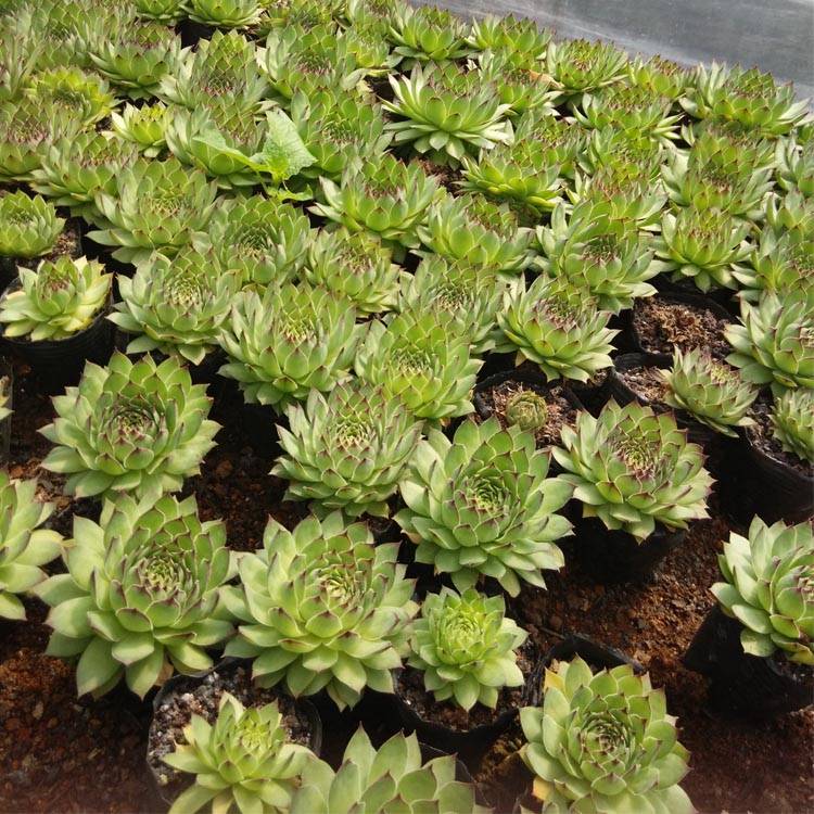Reasonable price Saguaro Cactus - Mini Succulent Bonsai Special Shape – Nohen