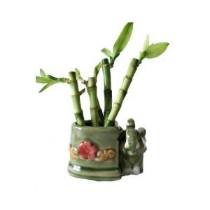 OEM/ODM Supplier Lucky Bamboo In Water - Dracaena plants for sale straight lucky bamboo – Nohen