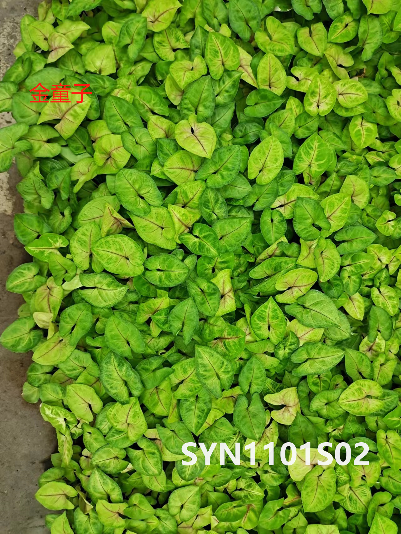 Syngonium podophyllum Schott-Golden Children best seller seedlings Bareroot Seedling