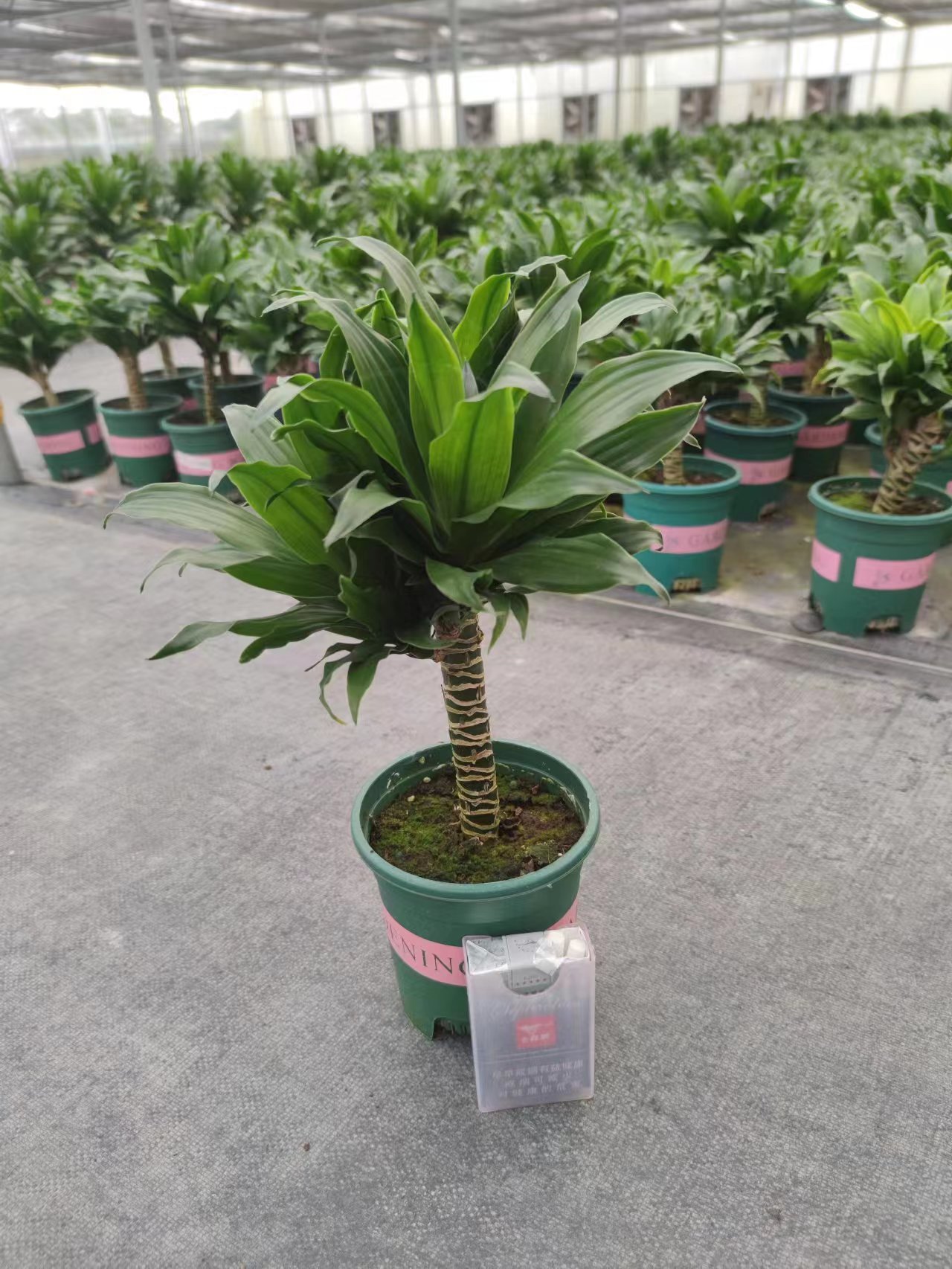 China Direct Supply Dracaena Fragrans for hot sales
