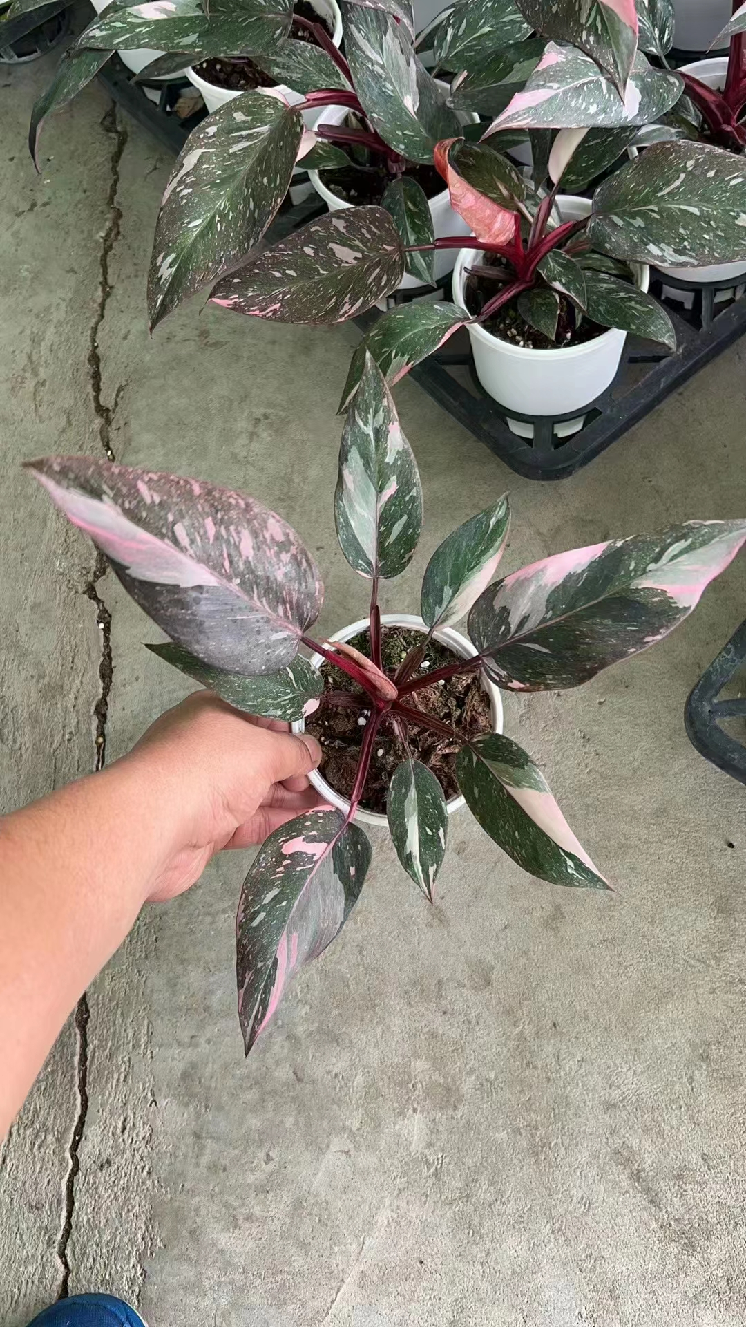 Pink Color Philodendron Small Plants With Pot Ornament Plants