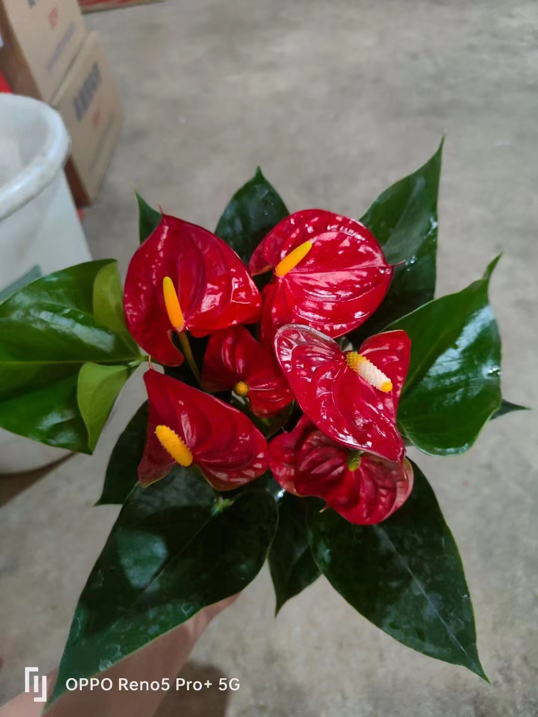 China Good Quality & Price Anthurium With Differnent Varieties