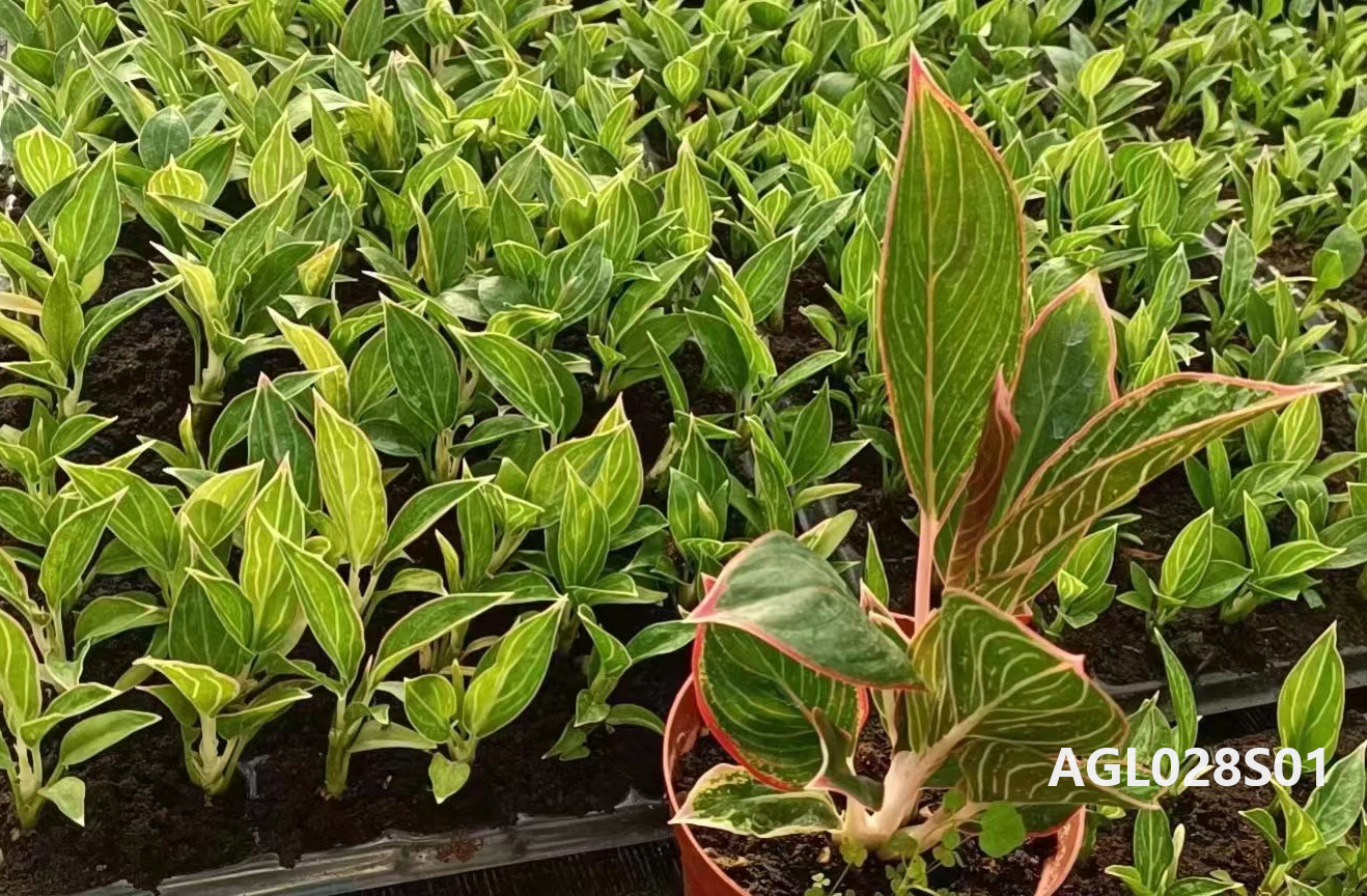 Air shipment Bareroot seedlings indoor Aglaonema-New items
