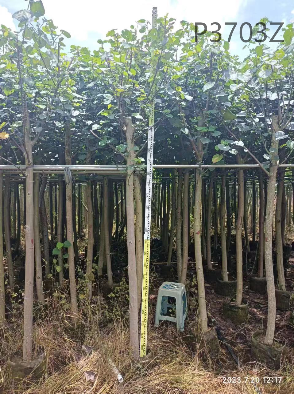 China Supplier Landscape Tree Hibiscus Tiliaceus Talipariti Tiliaceum With Good Price