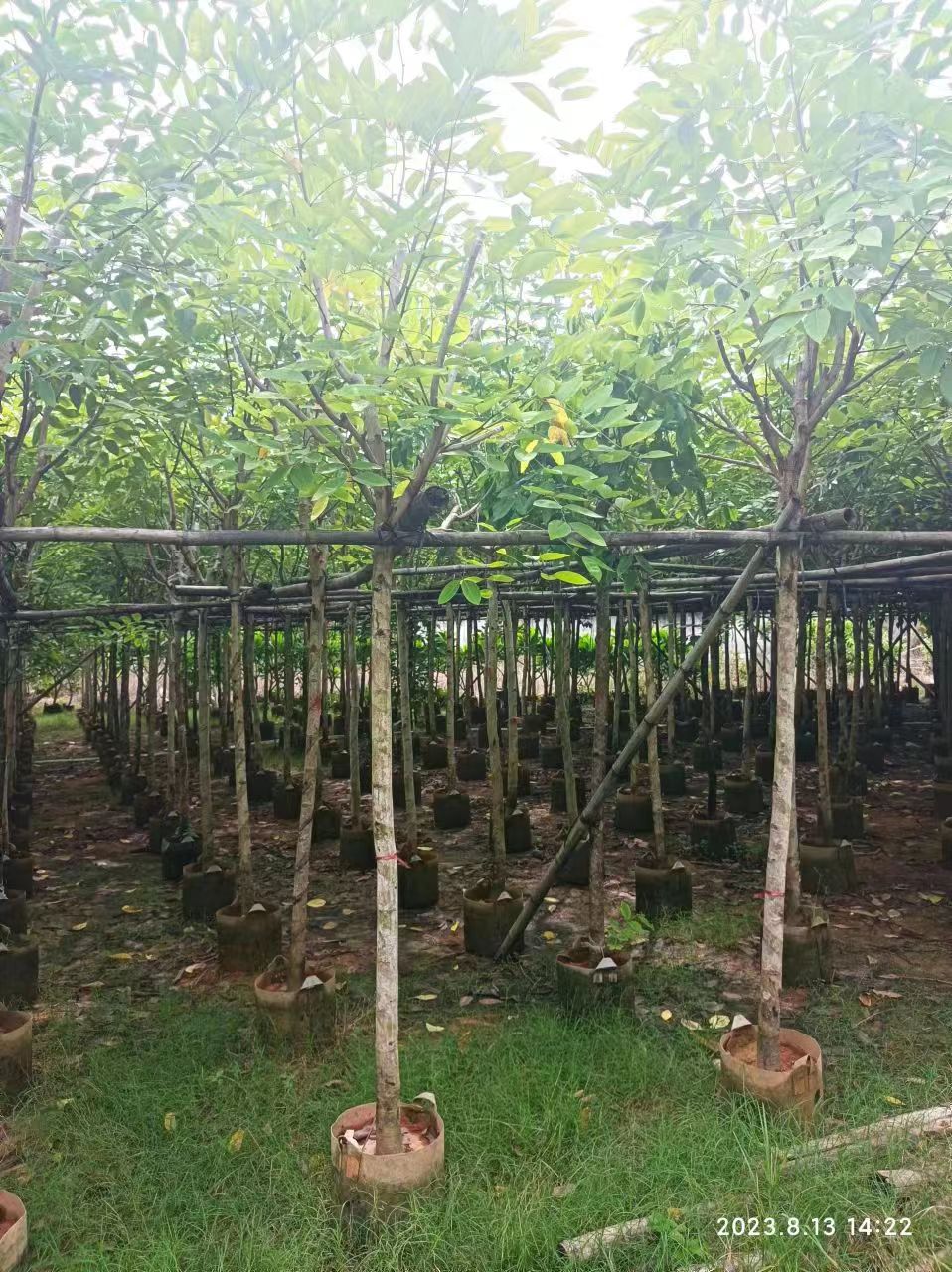 Wholesales Landscape Tree Cassia Fistula Different Size Available.