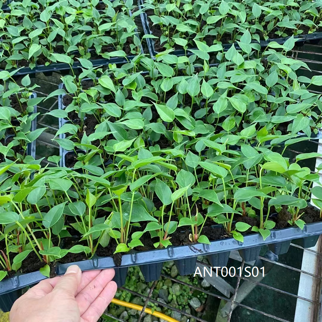 China small seedling Anthurium–Pink Champion