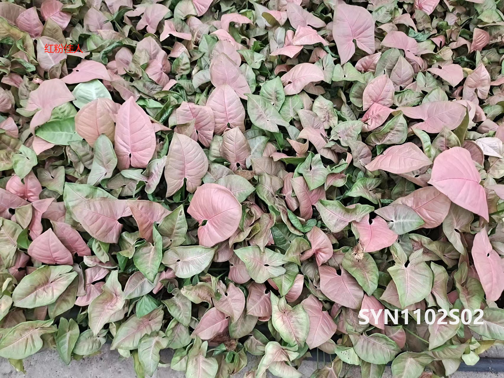  China Seedlings Bareroot Syngonium podophyllum Schott-Infra red