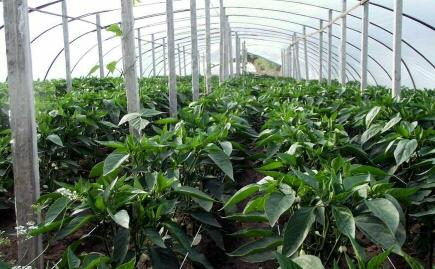 Humic acid has a significant effect on increasing production