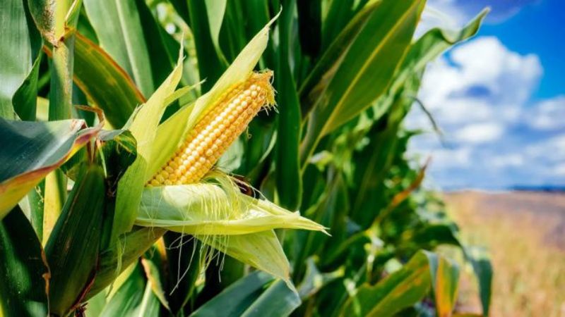 Tapassing fan Humic Acid Slow and Controlled Release Fertilizer op Corn