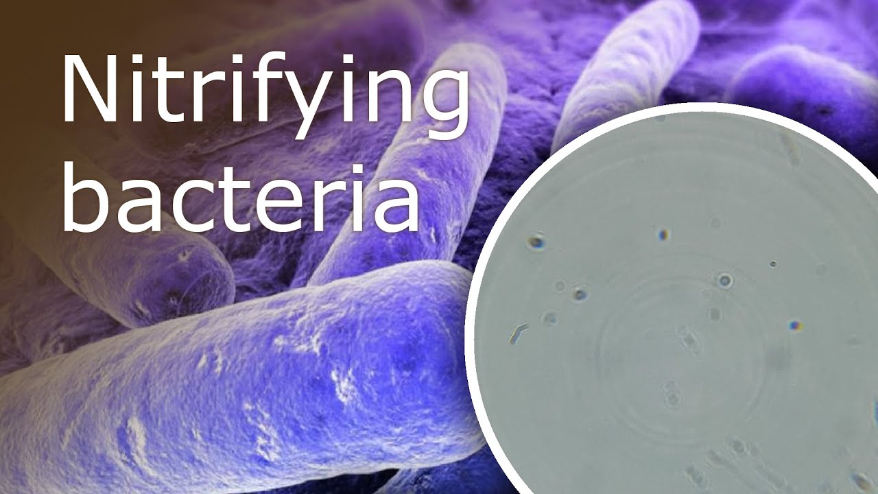 Sewage treatment bacteria (microbial flora that can degrade sewage)