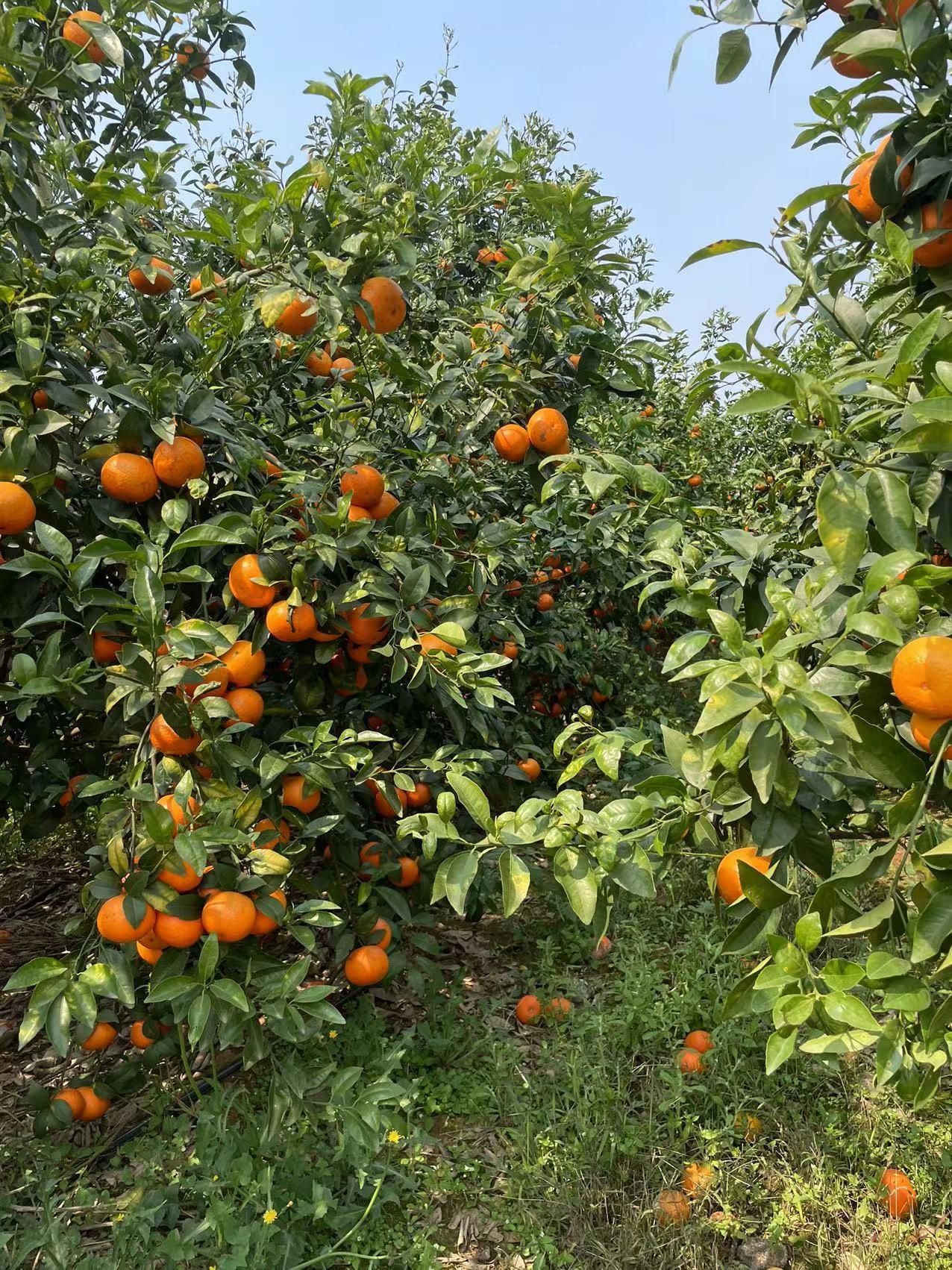 Homystar company innovates the integration of marketing model of mandarin orange to enhance the added value of agricultural products