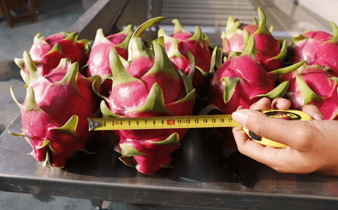 Nearly 1.5KG of thornless red dragon fruit which is “big fruit king”, Homystar company become big famous again!