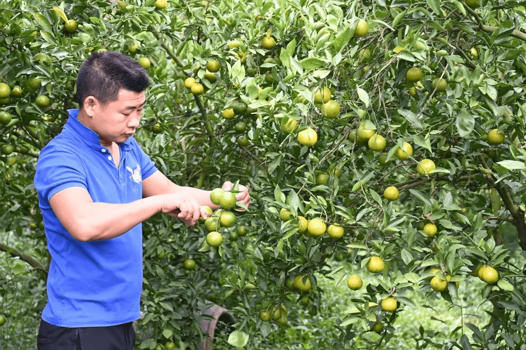Homystar staff smiled a lot with the bumper harvest of emperor citrus