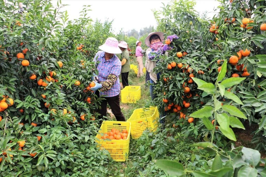 Homystar Mandarin orange (Also called Wokan ) are both harvested well and sold crazy through webcast