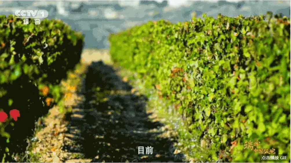 Fruit production steadily ranked first in the world, this is the “fruit miracle” created by the Chinese