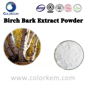 Birch Bark Extract Powder