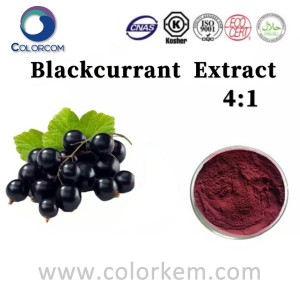 Blackcurrant Extract 4: 1