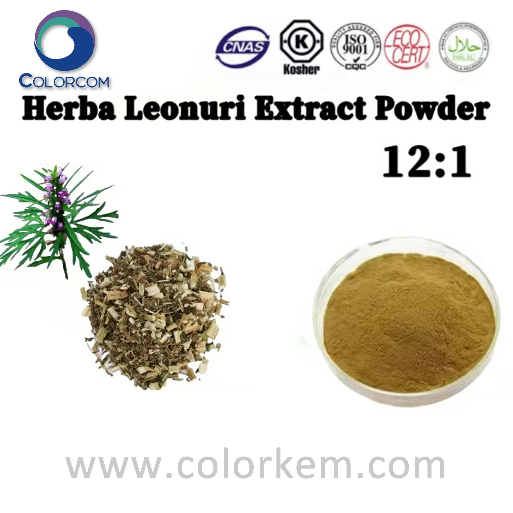 Herba leonuri extract powder