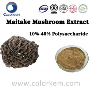 Maitake sēņu ekstrakts 10%-40% polisaharīds