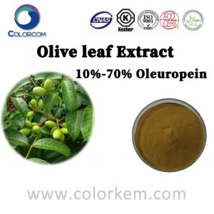 Amababi ya Olive Gukuramo 10% -70% Oleuropein |32619-42-4