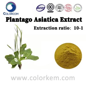 Plantago Asiatica Extract Powder |78708-33-5