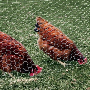 Lasting,durable GAW hexagonal poultry netting /Chicken wire fence 20gauage