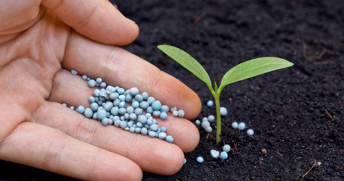 6 steps to improve your fertiliser use efficiency