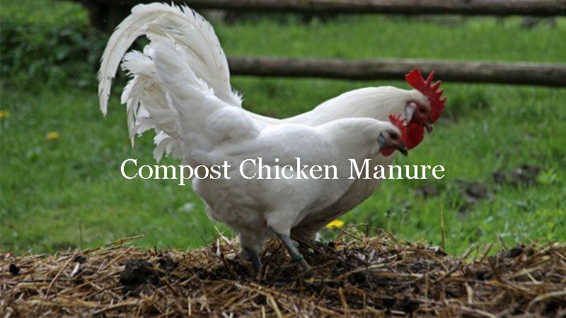 How to make chicken manure into compost ?