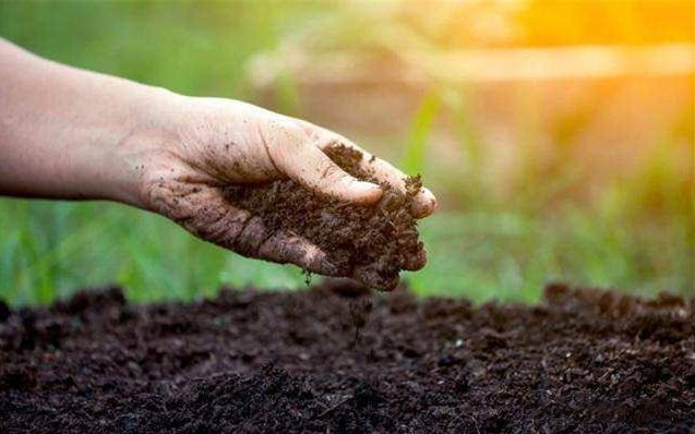 3 positive effects of cow, sheep and pig manure compost on agriculture