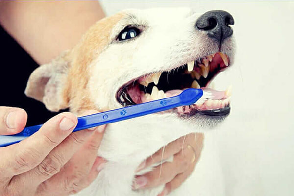 Kako se riješiti lošeg zadaha kod pasa