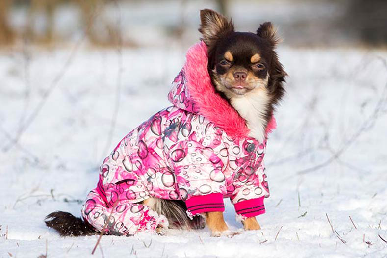 ¿El perro necesita abrigo en invierno?
