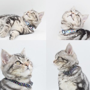 Cute Cat Collar