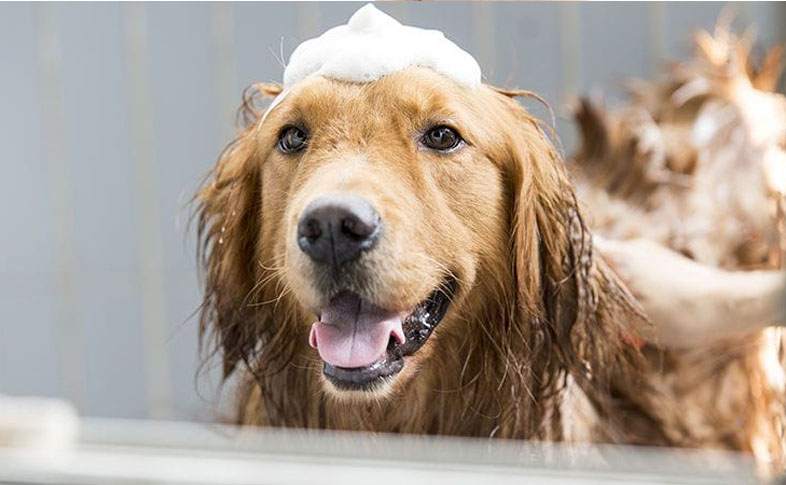 Kuinka usein sinun tulee pestä koirasi
